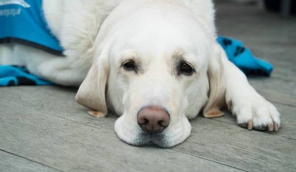 Un cane Labrador bianco sdraiato su un pavimento in legno, con lo sguardo rivolto verso l'obiettivo