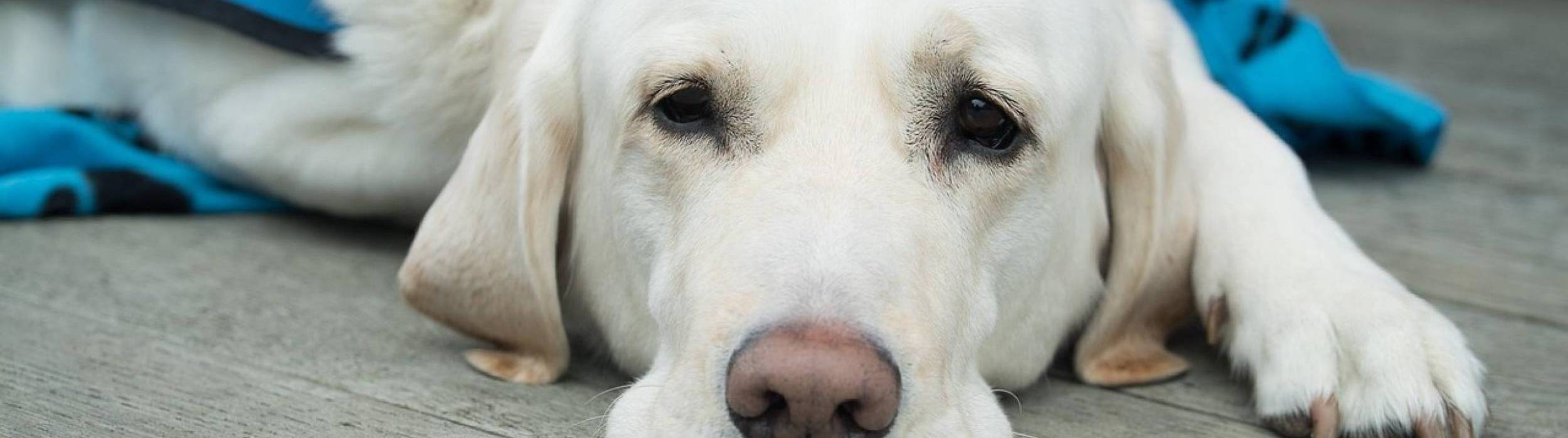 Un cane Labrador bianco sdraiato su un pavimento in legno, con lo sguardo rivolto verso l'obiettivo